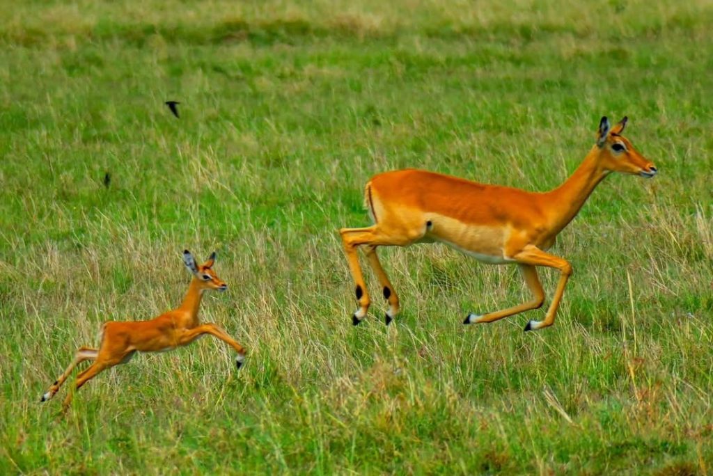 Why March Is a Hidden Gem Month to Visit the Maasai Mara
