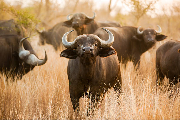 A Guide to the Big Five: What to Expect on a Game Drive at Serenity Mara