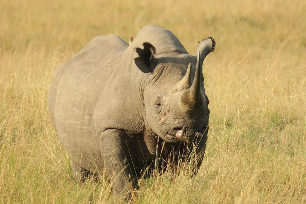 A Guide to the Big Five: What to Expect on a Game Drive at Serenity Mara