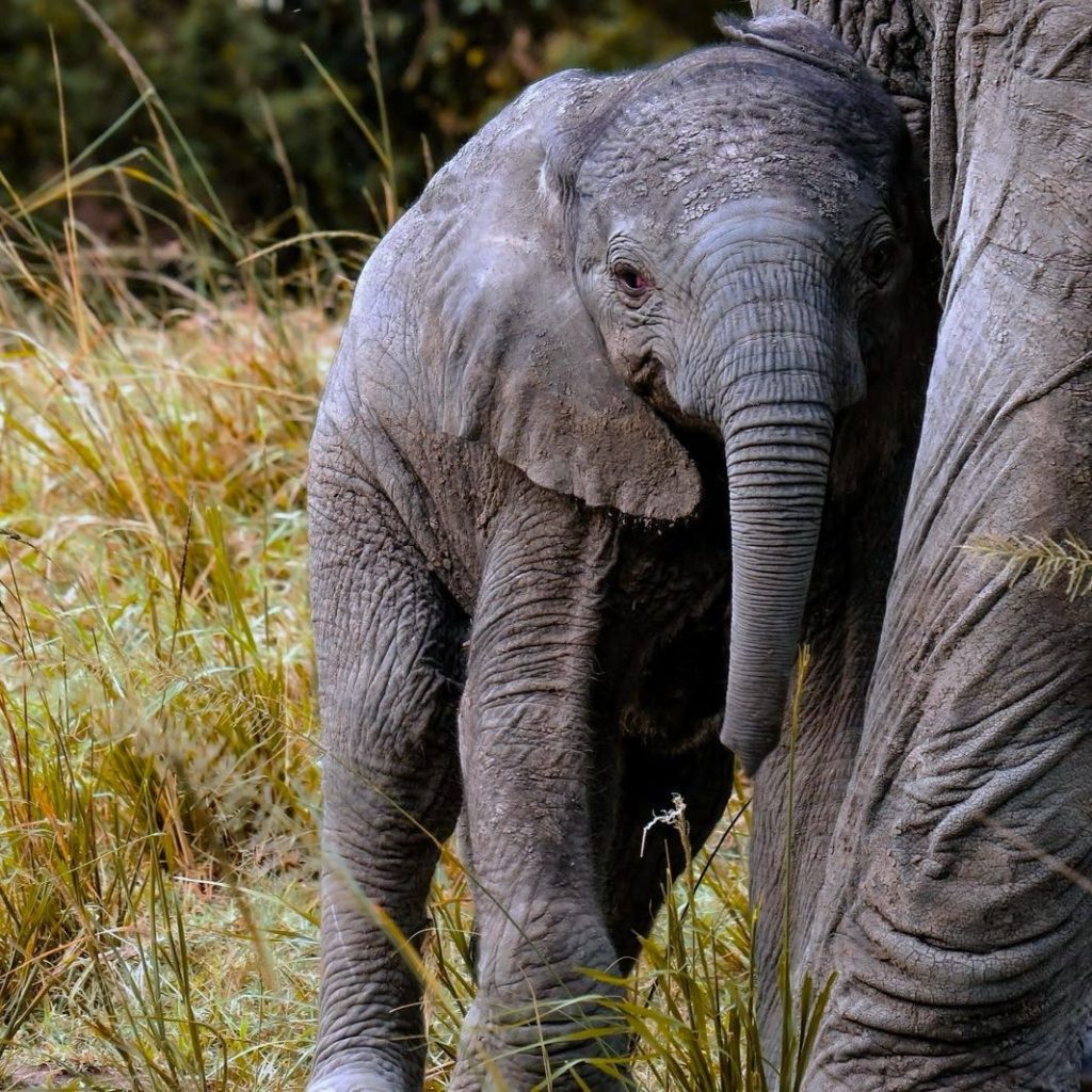 A Guide to the Big Five: What to Expect on a Game Drive at Serenity Mara