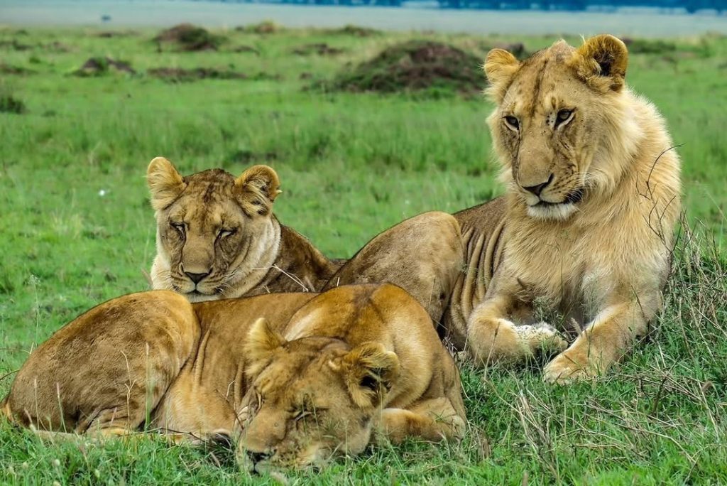 Planning Your First Kenya Safari: A Complete Guide from Nairobi to the Maasai Mara