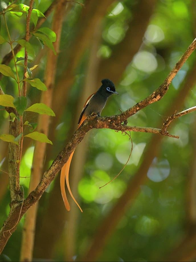 Beautifully captured at our Camp! 📷 @raj kenya  Birdwatcher's Paradise: The Best Bird Species to Spot in the Maasai  Birdwatcher's Paradise: The Best Bird Species to Spot in the Maasai Mara