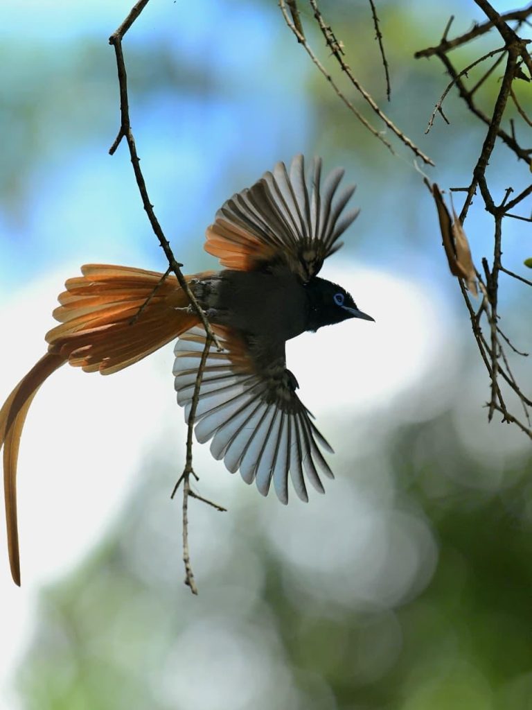Beautifully captured at our Camp! 📷 @raj kenya  Birdwatcher's Paradise: The Best Bird Species to Spot in the Maasai  Birdwatcher's Paradise: The Best Bird Species to Spot in the Maasai Mara