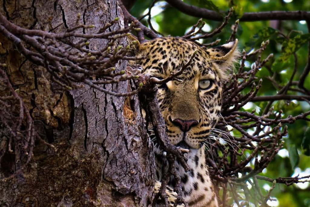 A Day in the Life of a Guest at Serenity Mara Legends Camp