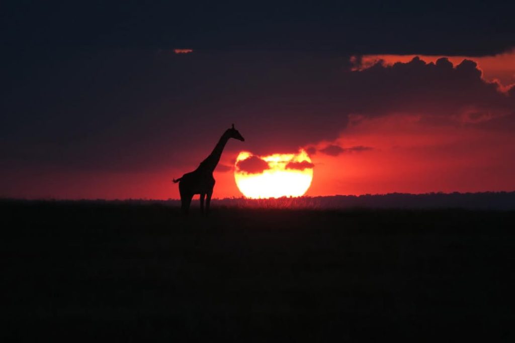Giraffe in the horizon - A Day in the Life of a Guest at Serenity Mara Legends Camp