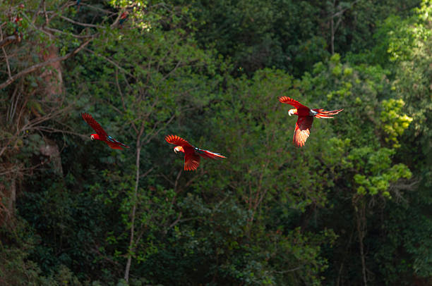 Birdwatcher’s Paradise: Best Bird Specie in the Maasai Mara