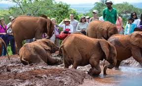 How to Get to Serenity Mara Legends Camp: Flights, Airstrips & Transfer Options