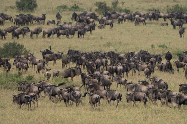 Visiting the Maasai Mara? When is The Best Time to Go.