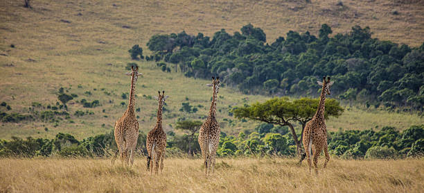 When Is the Best Time to Visit the Maasai Mara? A Month-by-Month Guide