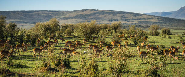 When Is the Best Time to Visit the Maasai Mara? A Month-by-Month Guide