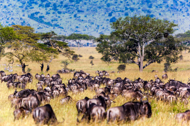 wildebeest in the plains - The Great Wildebeest Migration: Everything You Need to Know Before You Go