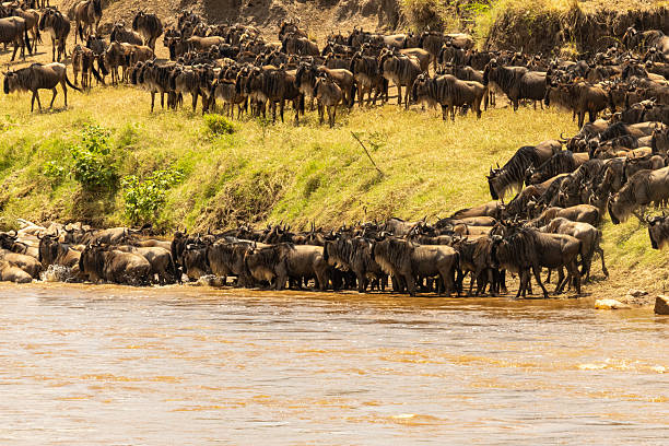 The Great Wildebeest Migration: Everything You Need to Know