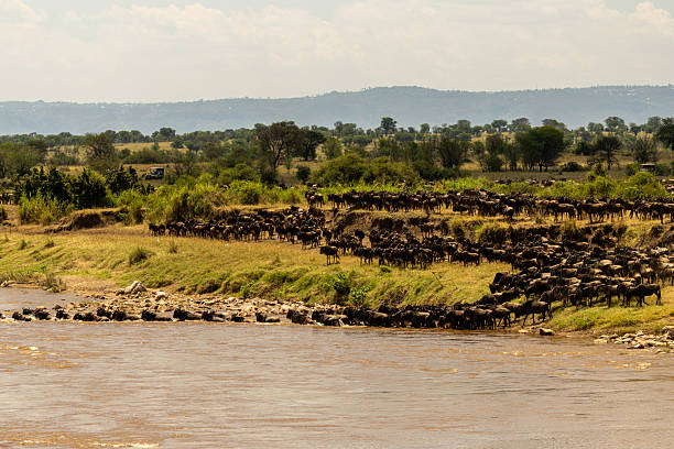 The Great Wildebeest Migration: Everything You Need to Know Before You Go - wildebeest migration