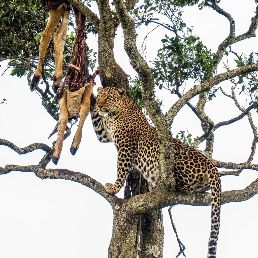 Top 10 Wildlife Encounters You Can Have at Serenity Mara Legends Camp
