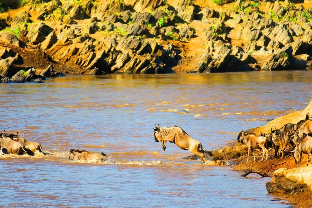 The Great Migration Is Here: What to Expect at the Maasai Mara in July - Natures most spectacular show is unfolding right before our eyes. Join us for an unforgettable