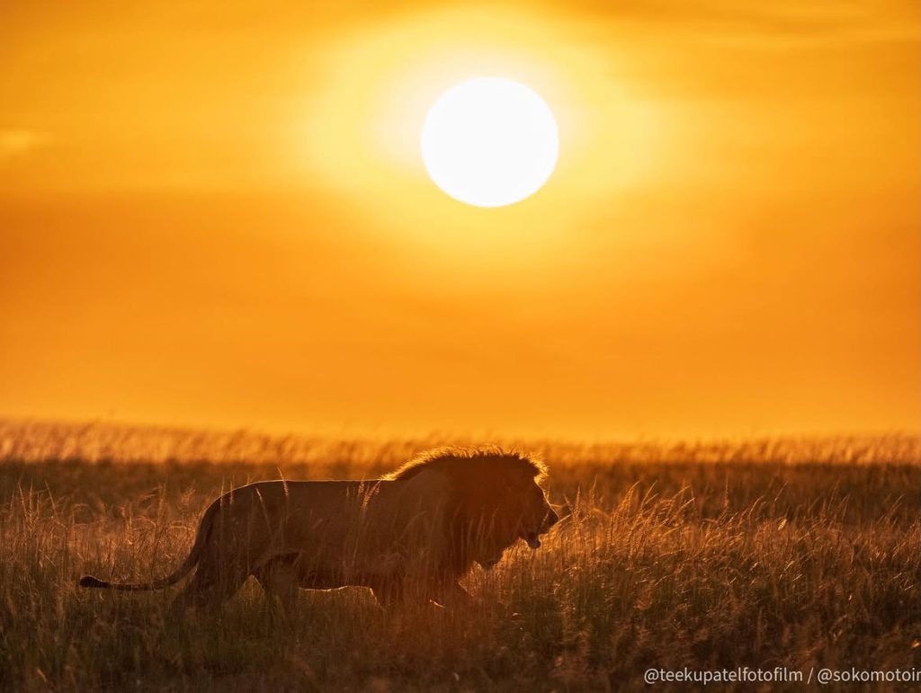 The Great Migration Is Here: What to Expect at the Maasai Mara in July - Safari Diary Pre Migration MadnessWhen the morning light hits just right!Salas boy 🦁 Osapuk &